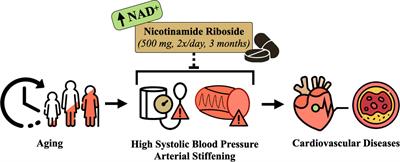 Nicotinamide Riboside Supplementation for Treating Elevated Systolic Blood Pressure and Arterial Stiffness in Midlife and Older Adults